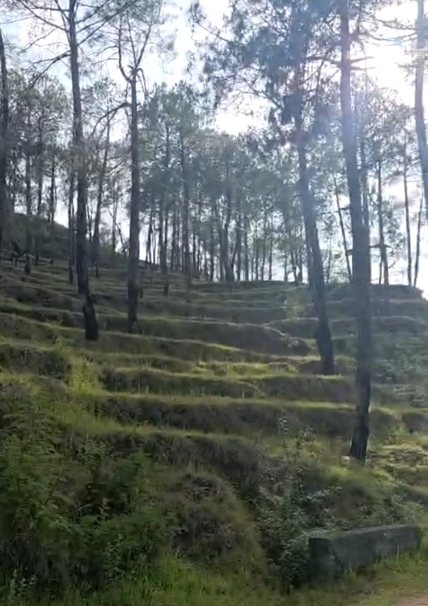 Dhamas, Uttarakhand 263601, India