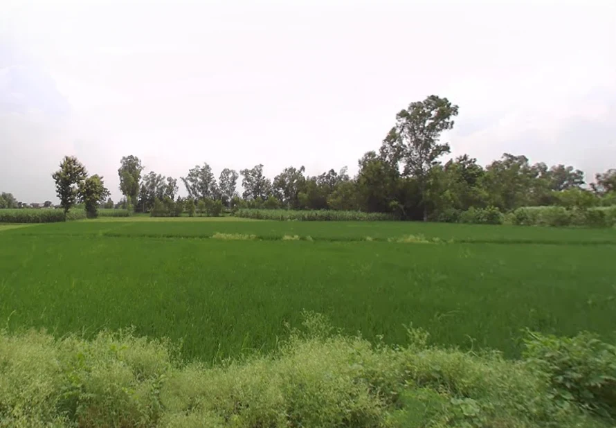 Lalpur Hamir, Uttar Pradesh 244001, India