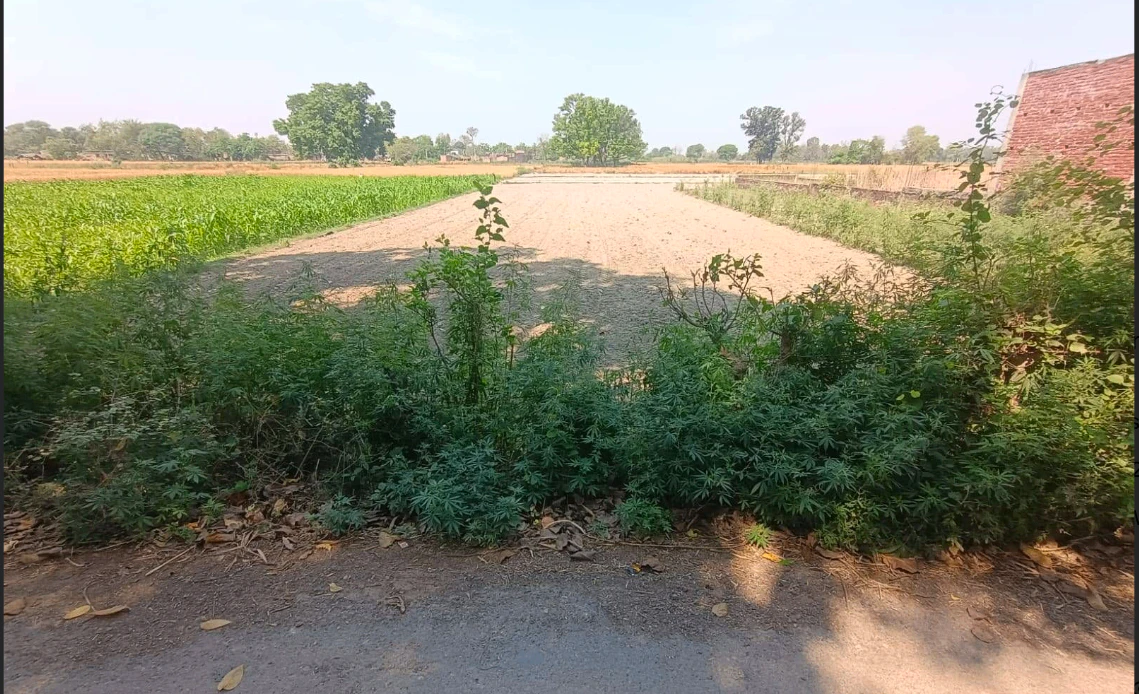 Q623+CH, Mirzapur Mafi, Uttar Pradesh 224135, India