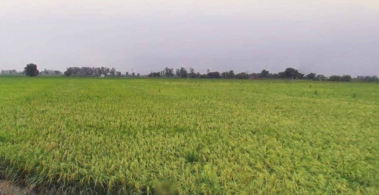 Hasanpur, Uttar Pradesh 244241, India preview 3