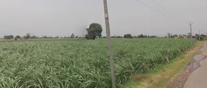 Baraut, Uttar Pradesh 250611, India preview 2