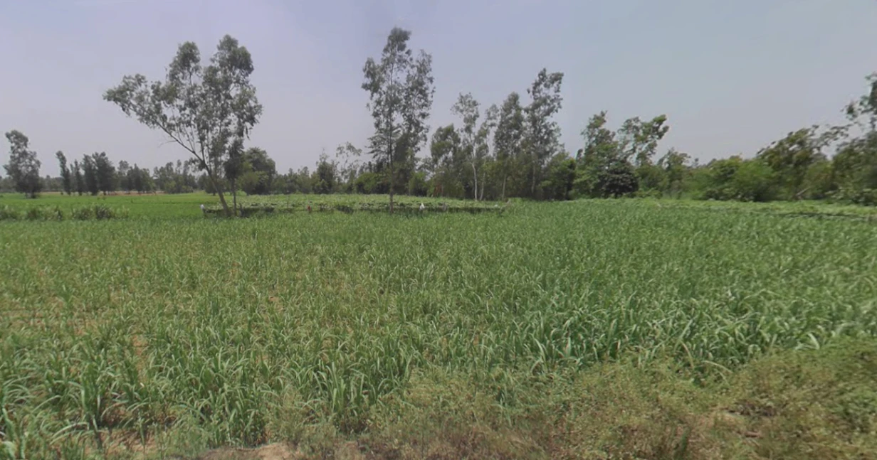 Dhanaura, Uttar Pradesh 244231, India