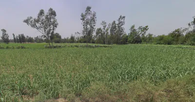 Dhanaura, Uttar Pradesh 244231, India preview 3