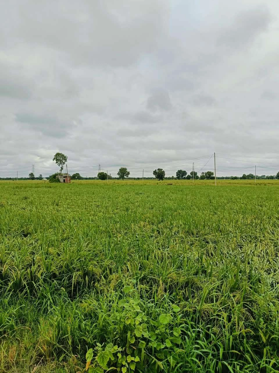 Bheema, Mathura, Uttar Pradesh 281204, India - Photo 2