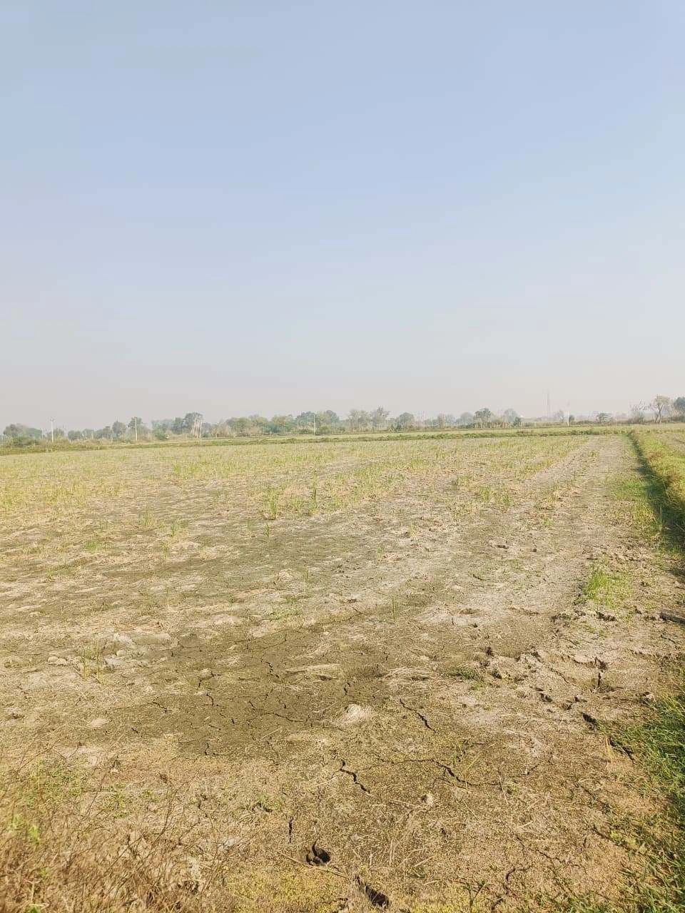 Barhana, Mathura, Uttar Pradesh, India