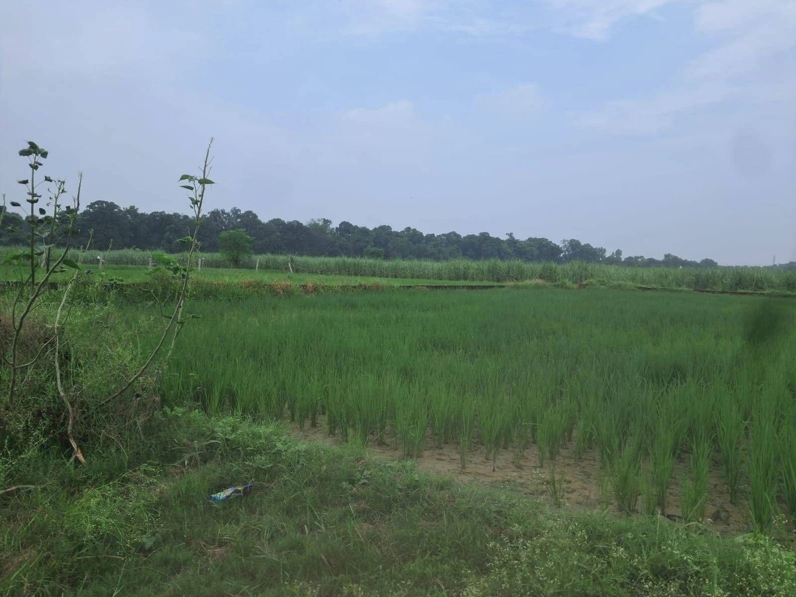 P6FR+8J6, Ayodhya, Samaha Khurd, Uttar Pradesh 224135, India