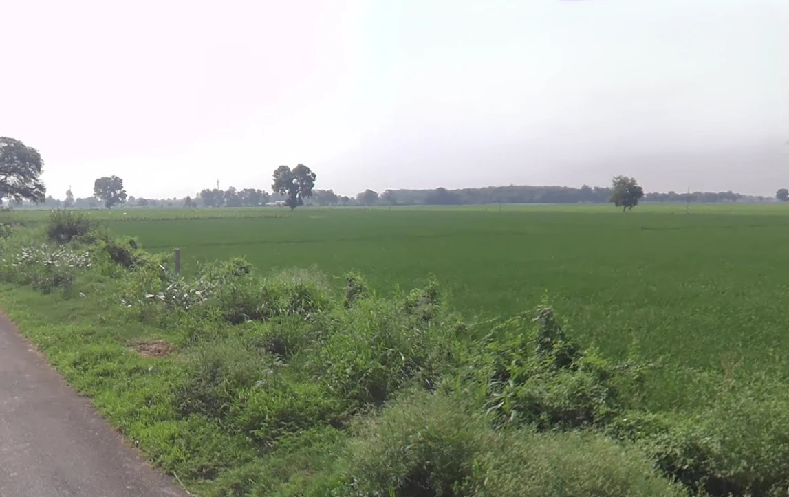 Gillan Khera, Haryana 125050, India