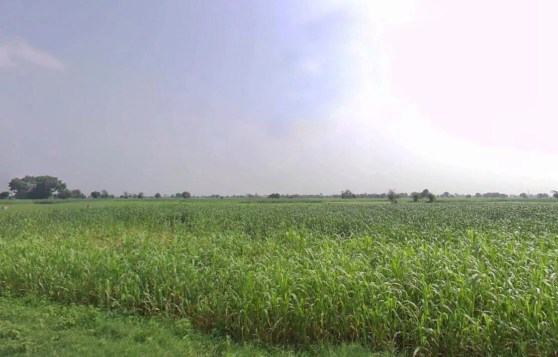 Paharsar, Rajasthan 321602, India