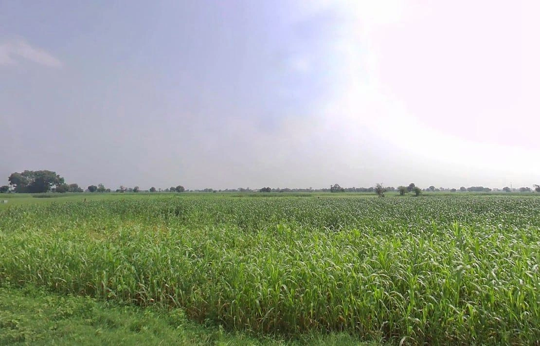 Paharsar, Rajasthan 321602, India