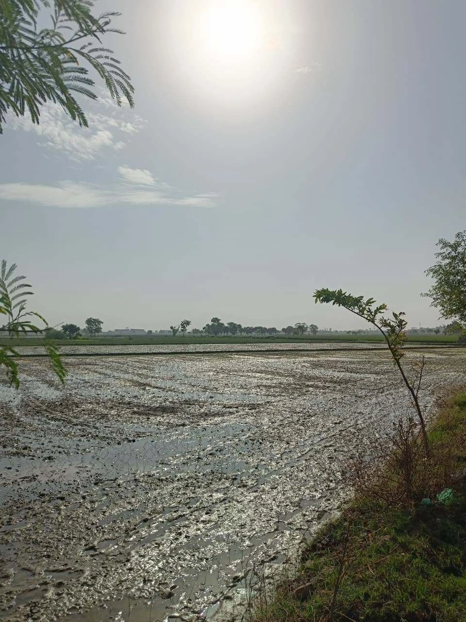 Gauhari, Uttar Pradesh 281401, India