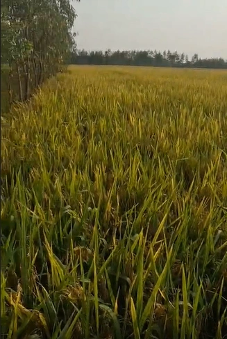 Pipria Santosh, Pilibhit, Uttar Pradesh, India