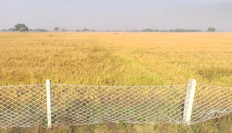 Koraon, Uttar Pradesh 212306, India preview 3