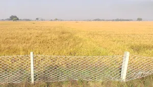 Koraon, Uttar Pradesh 212306, India preview 3