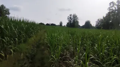 6HXG+54F, Saharanpur, Raipur, Uttar Pradesh 247121, India preview 3