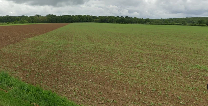 Panjra Kashiram, Madhya Pradesh 464672, India preview 2