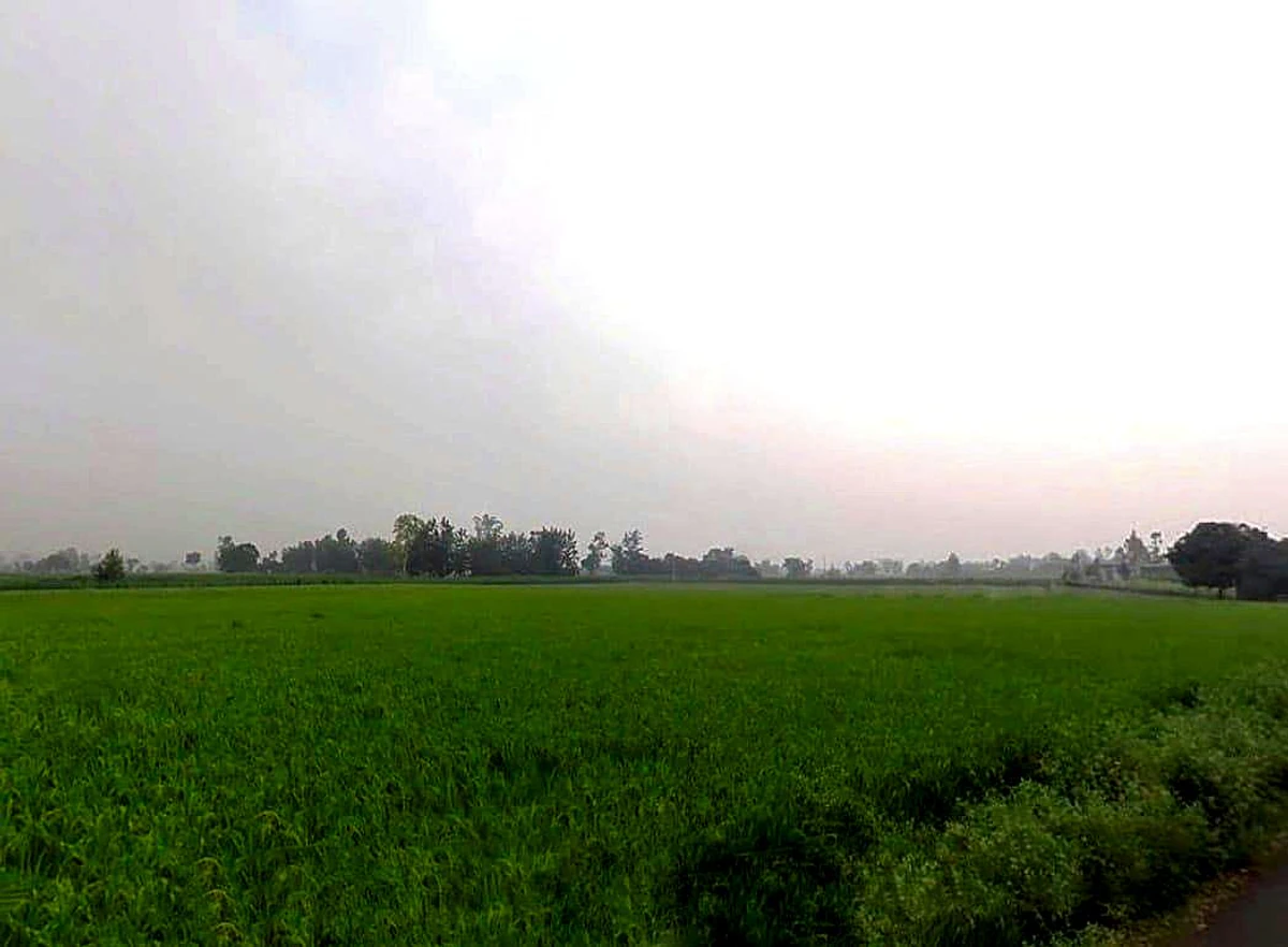 H9R9+4H7, Yarpur, Uttar Pradesh 247777, India