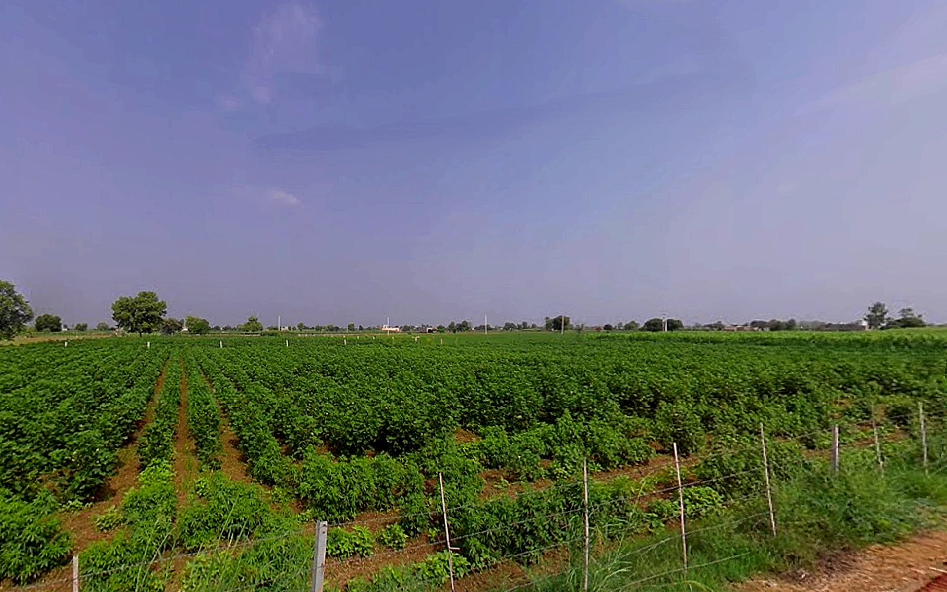 Talwandi Rana, Haryana 125005, India