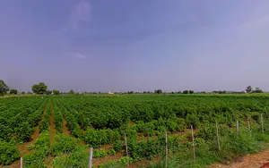 Talwandi Rana, Haryana 125005, India preview 2