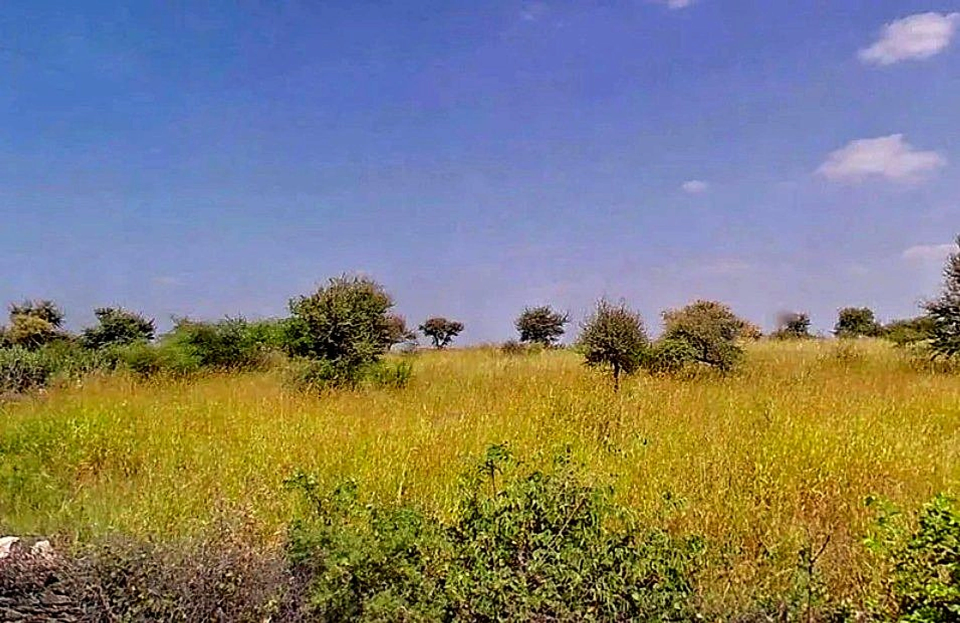 Bassi Naaga, Jaipur, NH-8, Ajmer Road, Jobner, Jobner, Rajasthan 303329, India