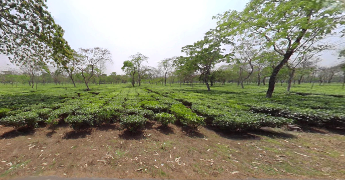 Paharpur, West Bengal, India