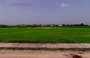 3M77+HVW, Bodhani, Loatani, Haryana 136129, India preview 3