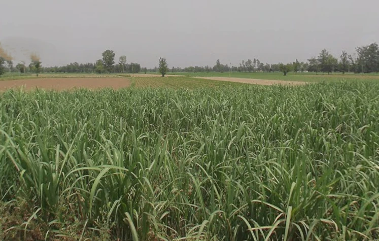 Garh Mukteshwar, Uttar Pradesh 245205, India