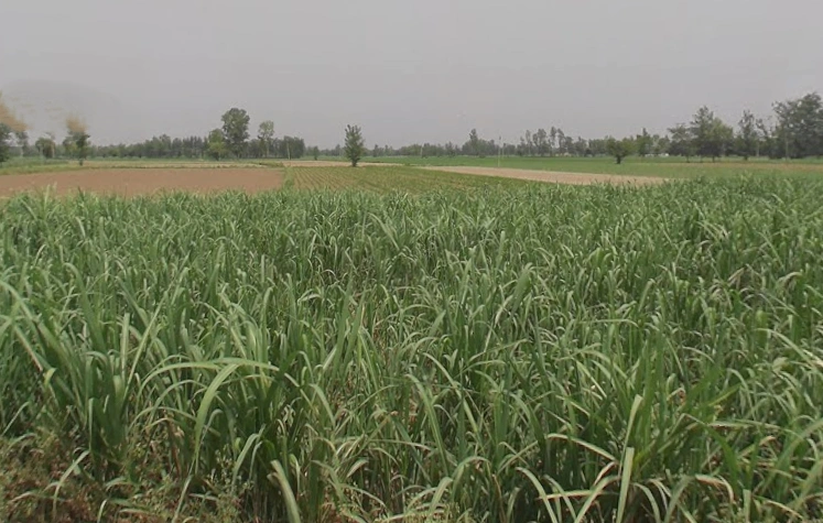 Garh Mukteshwar, Uttar Pradesh 245205, India