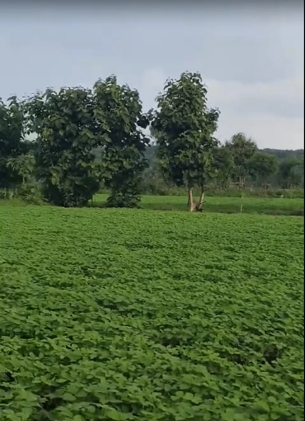 FQ6H+9X Amjhir, Madhya Pradesh, India