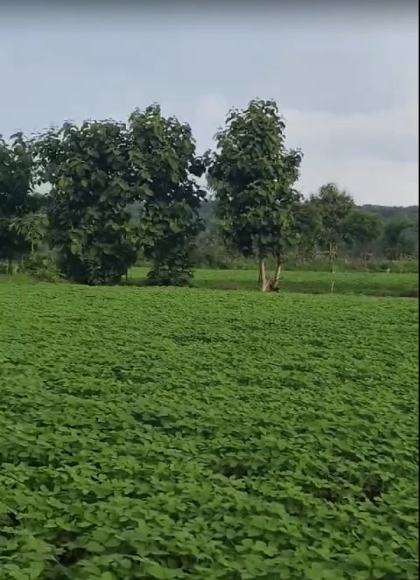 FQ6H+9X Amjhir, Madhya Pradesh, India