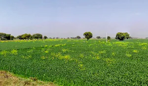 Gora, Madhya Pradesh 475685, India preview 3