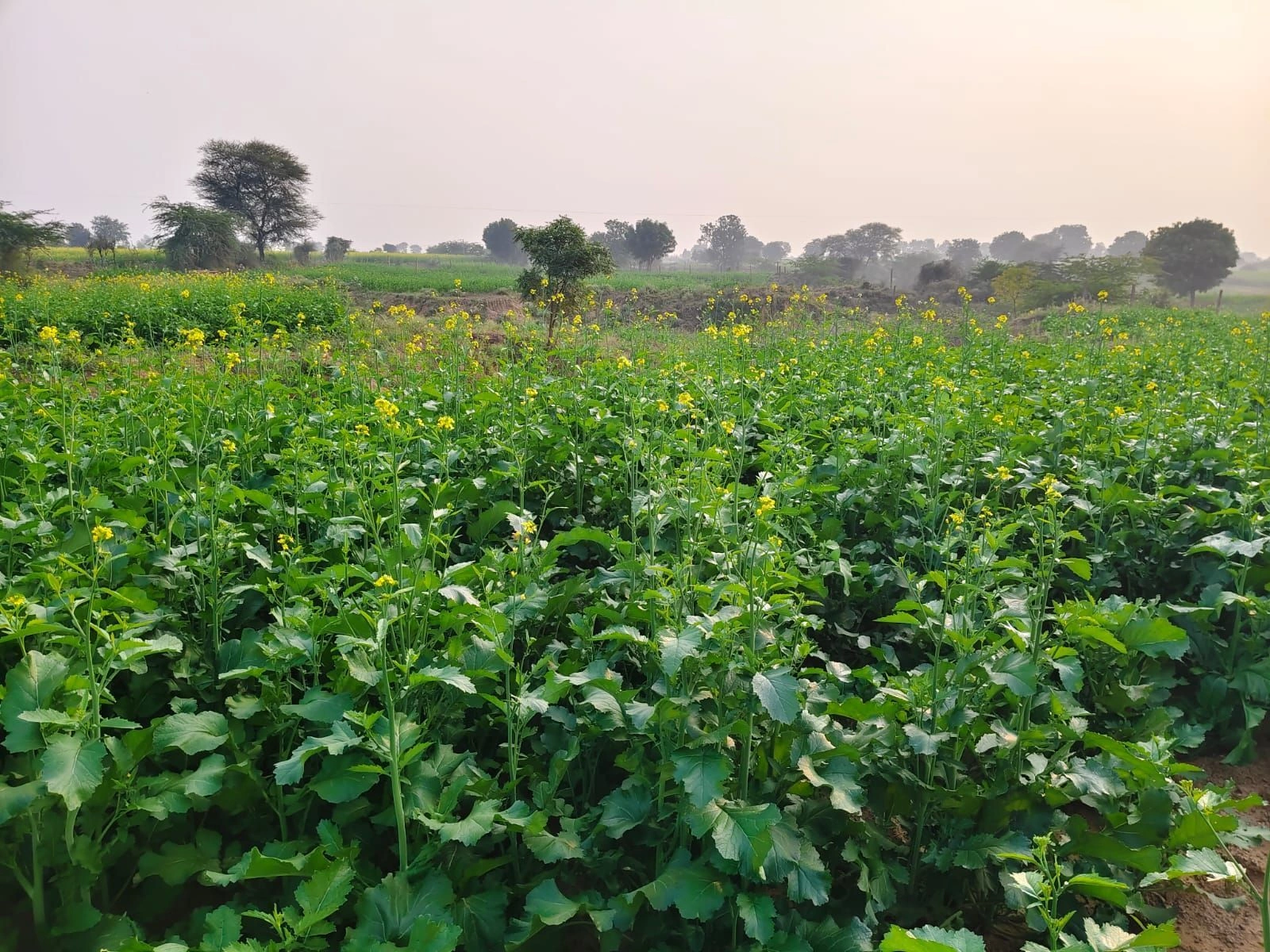 Indragarh, Rajasthan, India