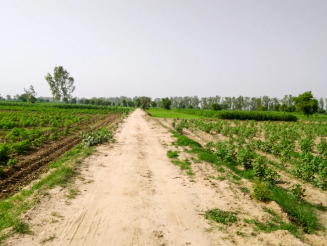 Ateli, Haryana 123021, India