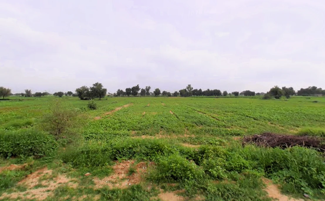 Budak, Haryana 125004, India