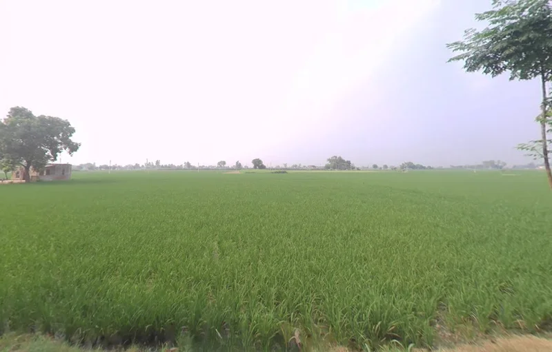 Mullanpur, Punjab 148023, India preview 2