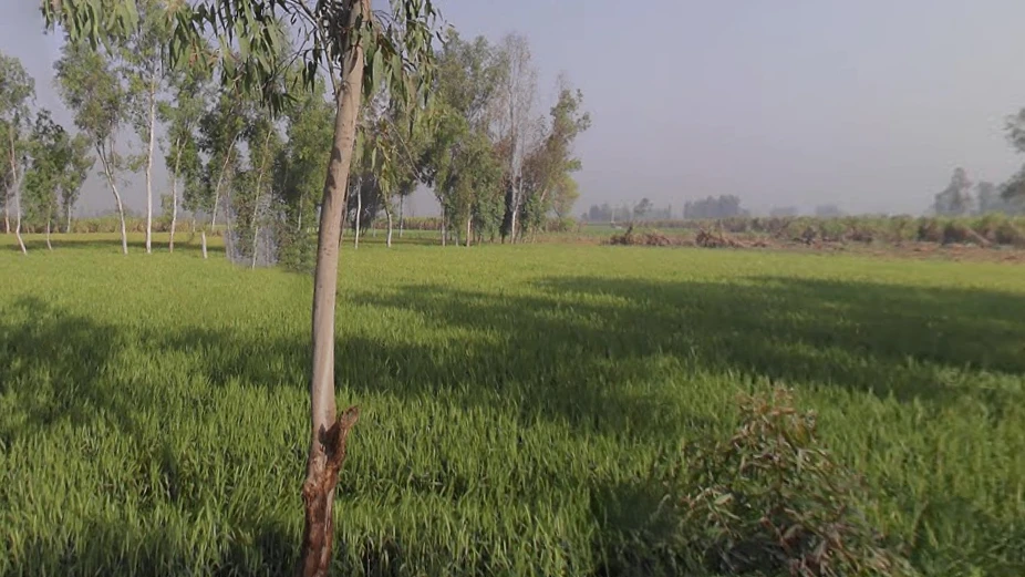 Khedi Manihar, Uttar Pradesh 250401, India