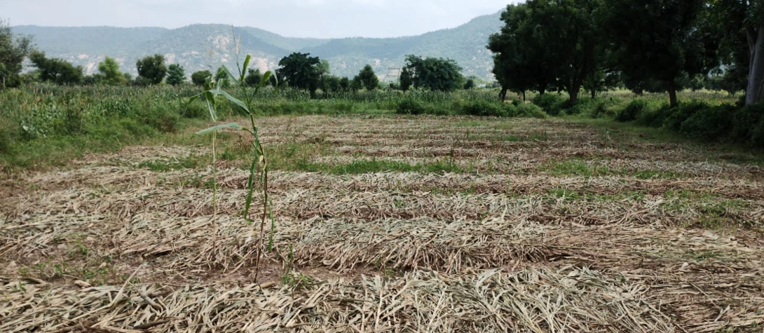 Morinda - Chunni Rd, Bhateri, Punjab, India