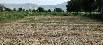 Morinda - Chunni Rd, Bhateri, Punjab, India preview 2