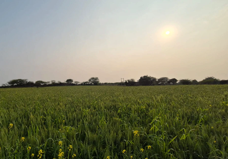 WVM8+576, Arjansar, Rajasthan 334604, India