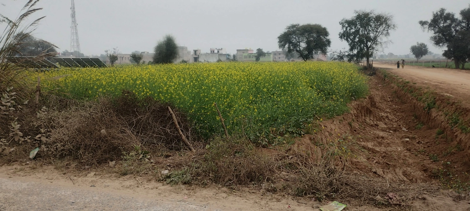 Barodameo, Rajasthan 301021, India