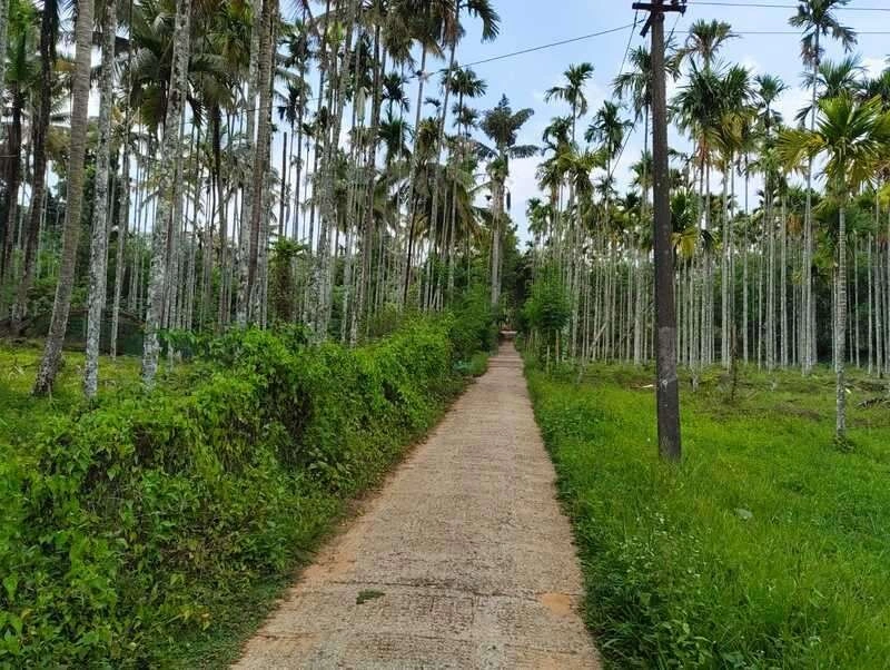 P7C6+5G, Kidanganad, Kerala 673592, India preview 2