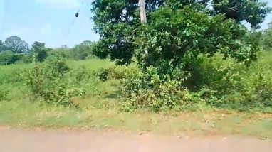 Kosagumuda, Nabarangapur, Odisha 764061, India - Photo 2