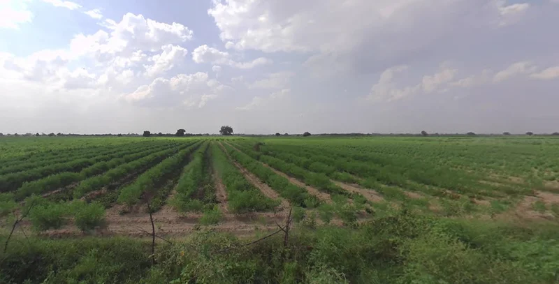 RPGR+H5 Dhabda, Gujarat, India preview 3