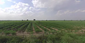 RPGR+H5 Dhabda, Gujarat, India preview 3