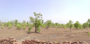 Manasa, Madhya Pradesh 458110, India preview 3