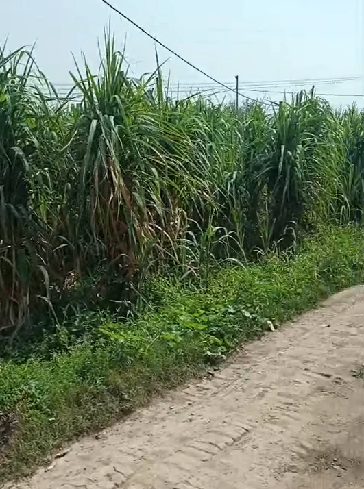 Loharka, Bulandshahr, Uttar Pradesh 203401, India