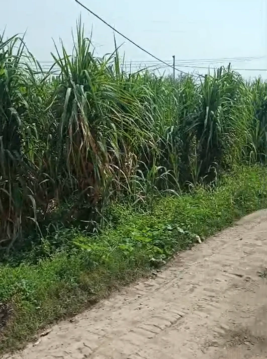 Loharka, Bulandshahr, Uttar Pradesh 203401, India - Photo 4