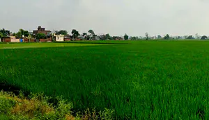 PG7P+J69, Simga - Kawardha Rd, Berla, Bemetara, Chhattisgarh 491335, India preview 3