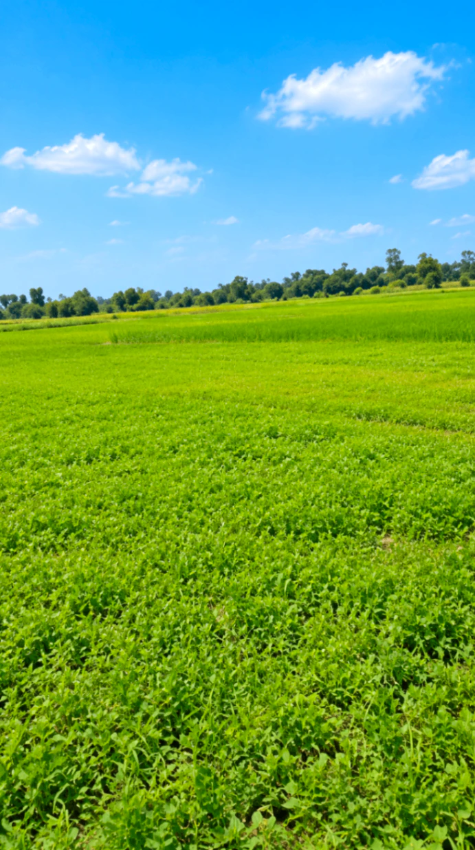 34M6+FH Tera Kalan, Barabanki, Uttar Pradesh, India