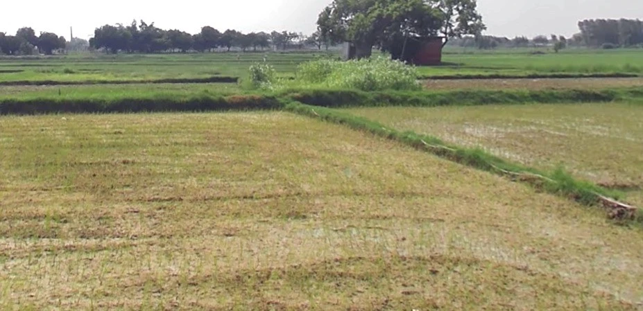 Borda, Madhya Pradesh, India