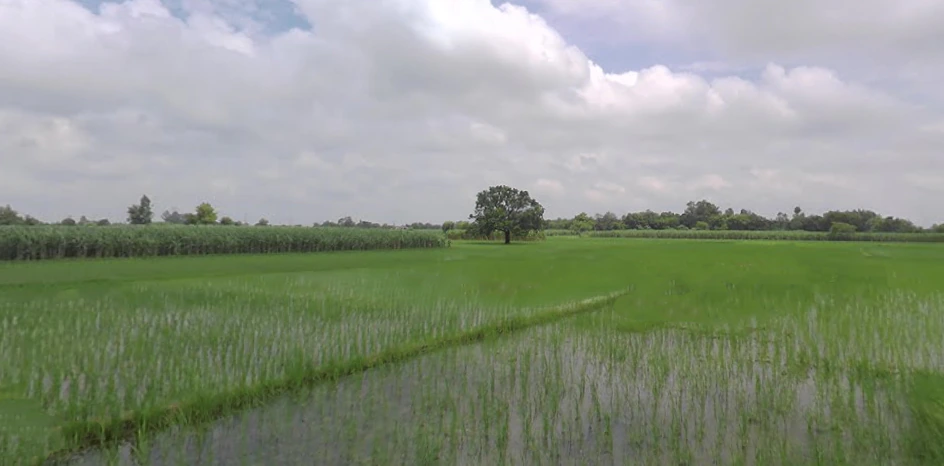 Pahasu, Uttar Pradesh 203396, India